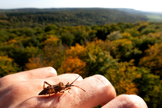 Germany, Bavaria, Ebrach, Insect crawling on human hand