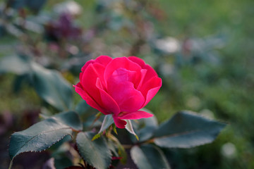 Stunning red rose growing outdoors with a bokeh background.