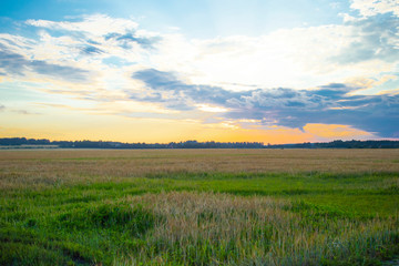Summer landscape, beautiful sunset on a wheat field