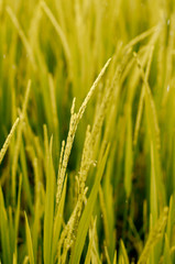 Fototapeta na wymiar wheat field in the morning