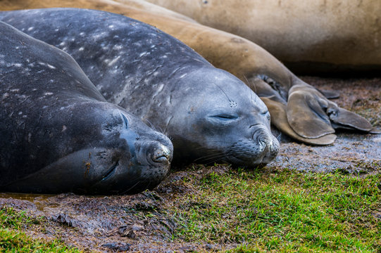 Southern elephant seals&Ocirc;&oslash;&Omega;(Mirounga&Ocirc;&oslash;&Omega;leonina)&Ocirc;&oslash;&Omega;sleeping on ground