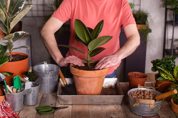 Man planting rubber fig in pot at plant nursery