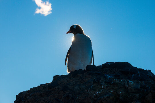 Gentoo Penguin (Pygoscelis Papua) Standing Against Sun