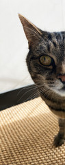 close up of tabby cat, cat eye,