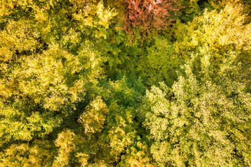 Top down aerial view of green and yellow canopies in autumn forest with many fresh trees.