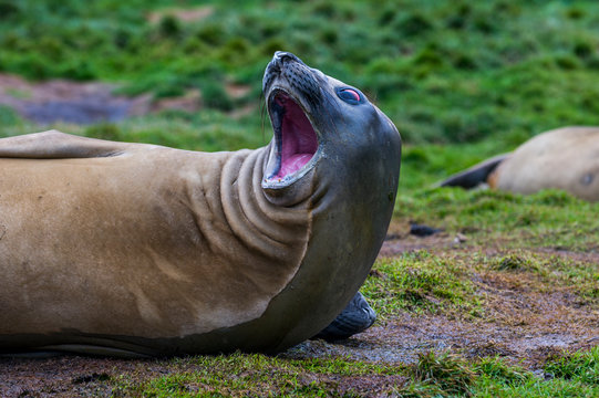 Portrait of Southern elephant seal&Ocirc;&oslash;&Omega;(Mirounga&Ocirc;&oslash;&Omega;leonina)&Ocirc;&oslash;&Omega;opening mouth with surprised expression