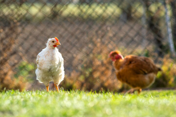 Hen feed on traditional rural barnyard. Close up of chicken standing on barn yard with green grass. Free range poultry farming concept.