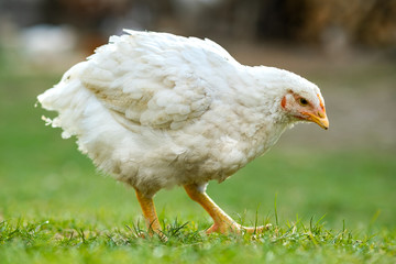 Hen feed on traditional rural barnyard. Close up of chicken standing on barn yard with green grass. Free range poultry farming concept.