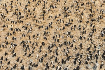 Aerial view of imperial shag (Leucocarbo atriceps) colony on PauletÔøΩIsland