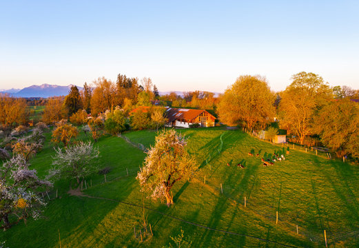 Germany, Bavaria, Konigsdorf, Drone view of Mooseurach orchard at spring dawn