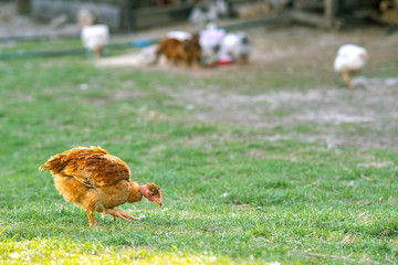Hen feed on traditional rural barnyard. Close up of chicken standing on barn yard with green grass. Free range poultry farming concept.