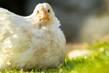 Hen feed on traditional rural barnyard. Close up of chicken sitting on barn yard with green grass. Free range poultry farming concept.