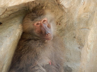 Closeup of monkey's face