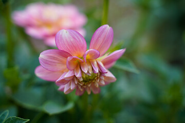 Pink and yellow dahlia flower just beginning to bloom in a flower garden. Facing the ground.