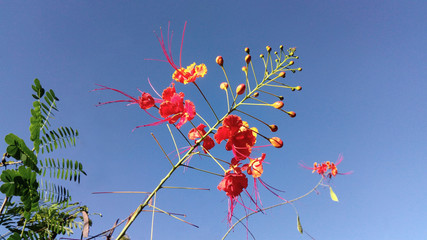 Flores del caribe colombiano