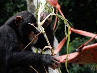 Closeup of monkey playing with stick