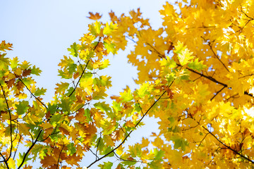 Perspective up view of autumn forest with bright orange and yellow leaves. Dense woods with thick canopies in sunny fall weather.
