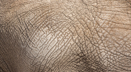 Naklejka premium elephant skin texture