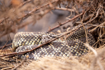 rattlesnake in the brush