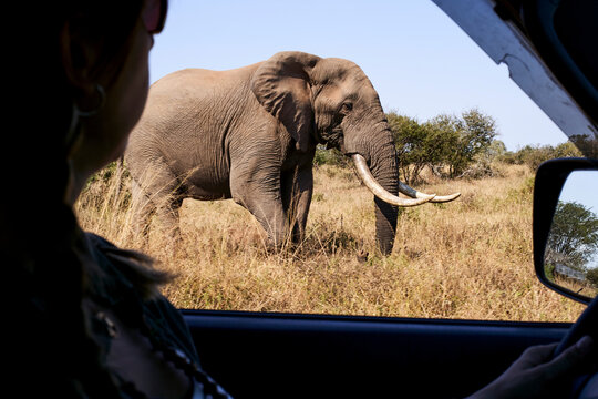 Cropped image of mid adult woman looking at elephant while driving car in Kruger National Park, South Africa
