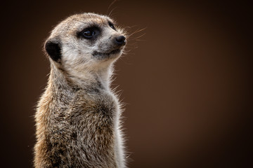 meerkat portrait looking over shoulder