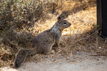 squirrel on the ground