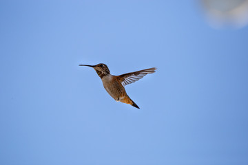 hummingbird in flight