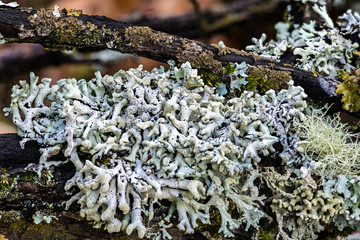 Lichen Covering Tree Branches, Palouse, WA