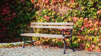 bench on a background of colorful autumn leaves
