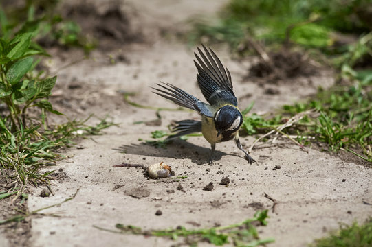 tit bird eats grubbing grub on earth, spring