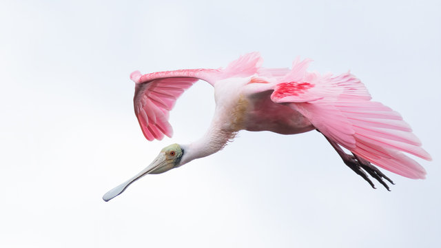 Close up of roseate spoonbill flying mid air in sky