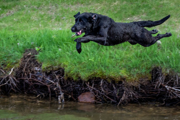 Champion filed labrador training to retrieve a duck