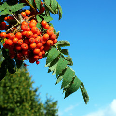 Rowan branch with ripe fruits close-up. Red rowan berries on the rowan tree branches. Bunch of rowan on the background of blue sky