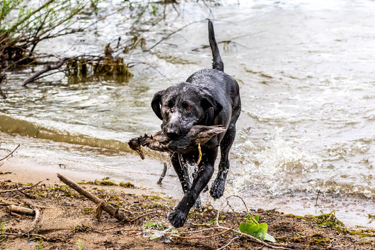 Champion filed labrador training to retrieve a duck