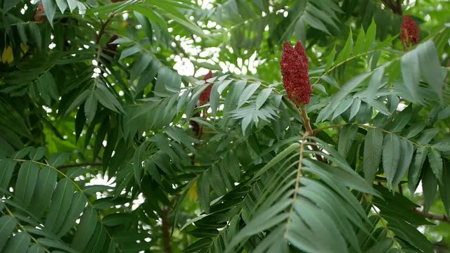 Blossoming sumac flowering plant in garden bush, close-up shot. Beautiful colorful flower of sumac plant