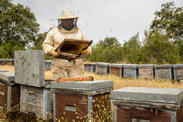 Beekeeper checking beehive in apiary