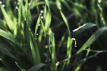 rain drops on grass