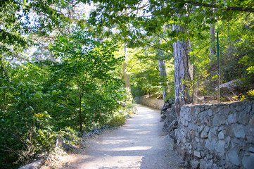 Forest trail