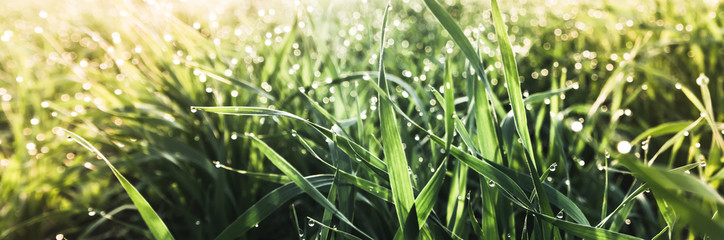 rain drops on grass