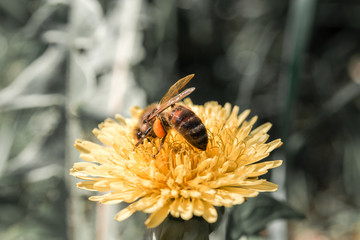 bee collecting nectar from dandelion 