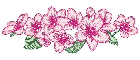 Blooming apple tree flowers hand drawn illustration