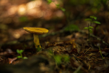 mushroom in the woods