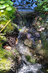 Close-up view of a tiny waterfall streaming from a very small pond in the California woodlands building a little creek
