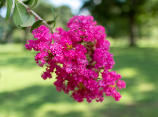 Crepe Myrtle Flower