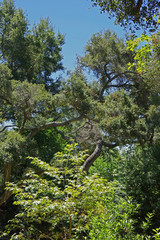 Fototapeta premium Low angle close-up cut out view of wild California woodland in the summer