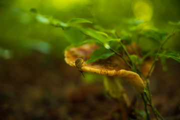 snail on a mushroom