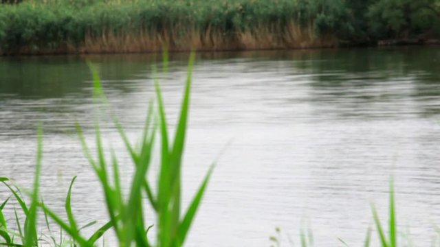 The bulrush on a background of sky, weak wind. The concept of peace. copy space