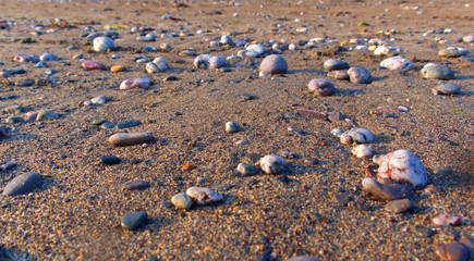 Low view across a warm sandy beach with pebbles and low evening sun
