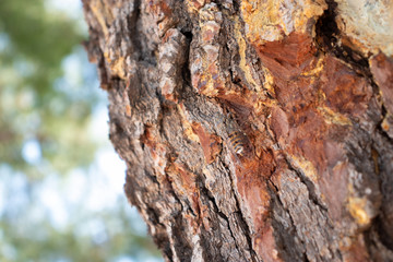 Single large bee on the bark of a brown tree, closeup view