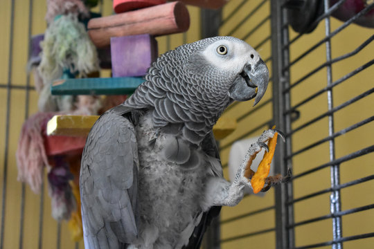 An African Grey Parrot Holding a Tortilla Chip